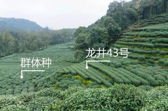 43號(hào)龍井屬于好茶嗎，龍井茶43號(hào)是什么意思？