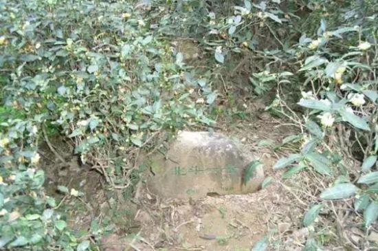 母樹大紅袍給誰喝了，為什么母樹大紅袍叫三棵六株？