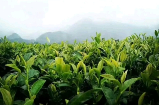 一天3杯紅茶抗癌，常飲紅茶對(duì)身體有好處！