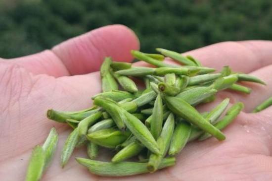 什么綠茶茶葉唇齒留香，哪個品種綠茶香氣好？