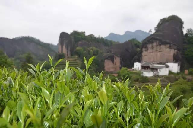 武夷山為什么盛產(chǎn)茶葉，武夷山茶為什么好喝？