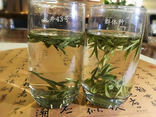 烏牛早和龍井的區(qū)別圖片，龍井43號(hào)和烏牛早茶的對(duì)比