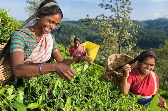中國最好紅茶排名，中國最著名的十大紅茶