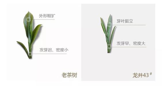43號(hào)龍井屬于好茶嗎，龍井茶43號(hào)是什么意思？
