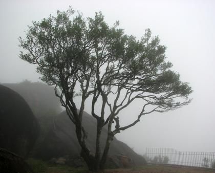 宋種一號(hào)價(jià)值為什么高，鳳凰單樅宋種1號(hào)價(jià)格與產(chǎn)量多少？