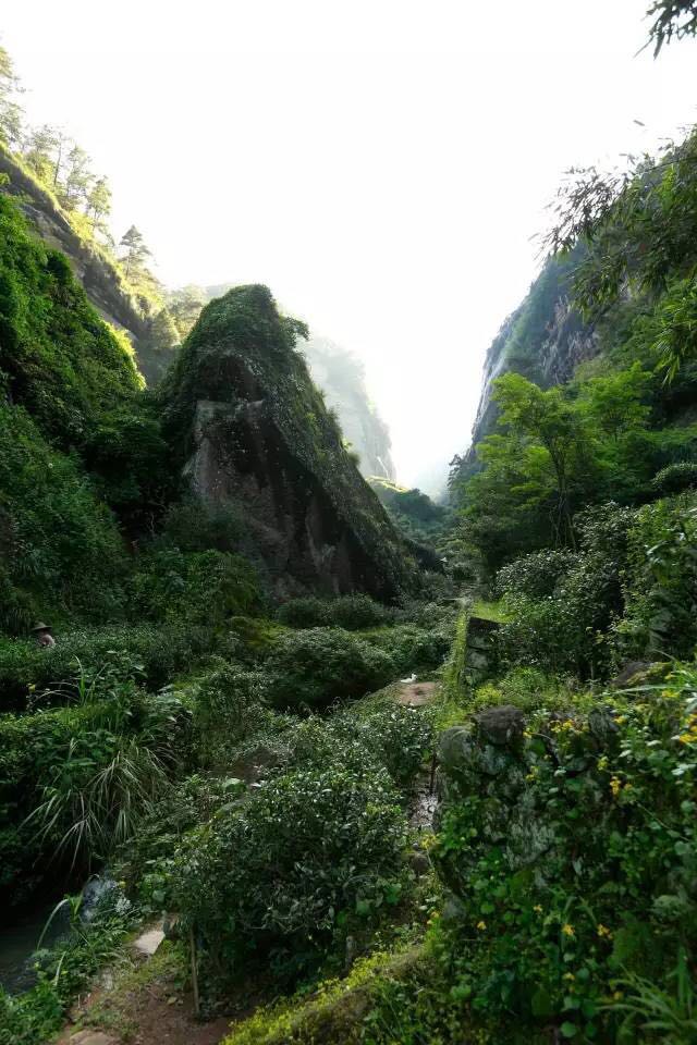 武夷山為什么盛產(chǎn)茶葉，武夷山茶為什么好喝？