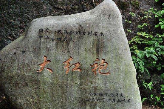 母樹大紅袍給誰喝了，為什么母樹大紅袍叫三棵六株？