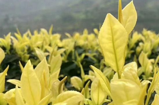 茶中奇葩黃金芽，安吉白茶中黃金芽的特點(diǎn)