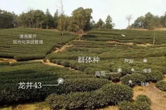 43號(hào)龍井屬于好茶嗎，龍井茶43號(hào)是什么意思？