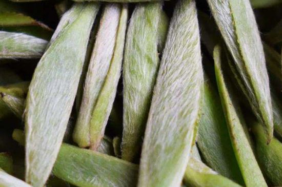 荒野銀針有什么特點，荒野銀針的味道口感咋樣？