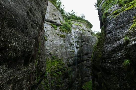 母樹大紅袍給誰喝了，為什么母樹大紅袍叫三棵六株？