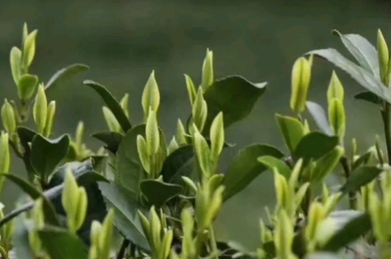 什么是雪前龍井茶，明前、雨前、雨后龍井有什么區(qū)別？