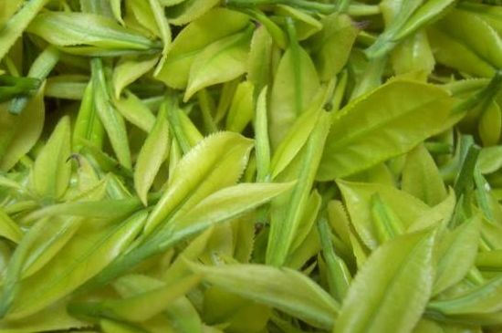 茶中奇葩黃金芽，安吉白茶中黃金芽的特點(diǎn)