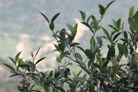 單叢茶十大香型以及常見品種大全，潮安鳳凰單樅十大名香歸類