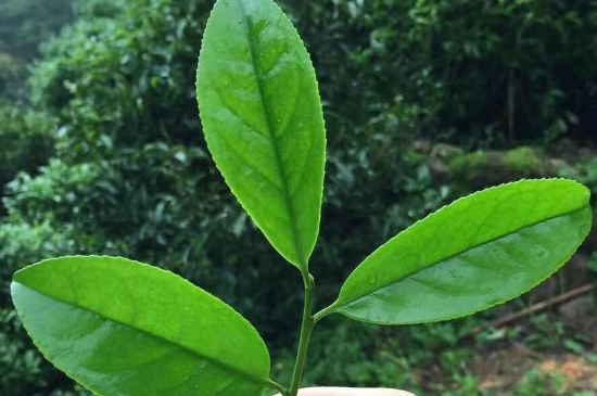 鋸朵仔跟鴨屎香哪個貴，鋸朵子和鴨屎香哪個好喝？