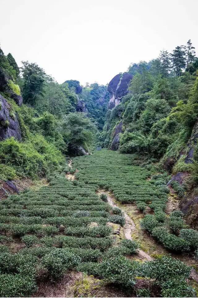 武夷山為什么盛產(chǎn)茶葉，武夷山茶為什么好喝？